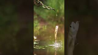 🐍 Cobra se Fazendo de Isca para o Peixe  cobra pesca pescador amazonia fypage viralvideo [upl. by Ymmot]