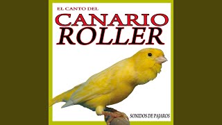 The Roller Canary Sound [upl. by Sidoon]