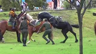 Hermoso caballo pierde el control  Friesian horse loose in park  Caballo Negro animaleshermosos [upl. by Akilam]