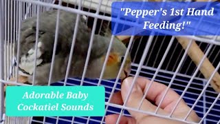 Baby Cockatiels First Hand Feeding Adorable Begging Sounds amp Cute Moments [upl. by Ttam]