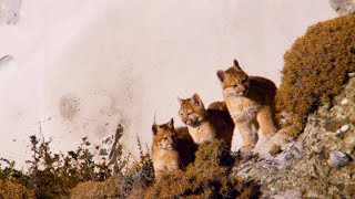 Adorable Puma Cubs Explore the Wild for the First Time [upl. by Wylde]