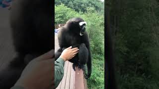 This is how Gibbon ape screams [upl. by Ojyllek612]