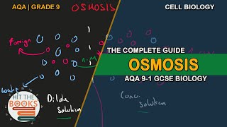 Osmosis  GCSE Biology AQA [upl. by Shanon]