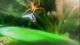 Im a celebrity cutscene spider web catch [upl. by Tonnie]