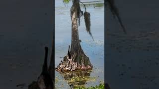 Anhingas Call to Each Other from Base of Small Cypress Trees in Water at Orlando Wetlands Christmas [upl. by Araht]