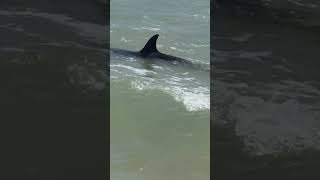 Dolphin found disoriented on beach in Guardamar del Segura Spain [upl. by Tamera]