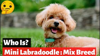 Mini Labradoodle  The Miniature or Toy Poodle Labrador Retriever Mix [upl. by Eelac364]