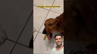 Köpeğe Limon Yedirmek [upl. by Georgie]