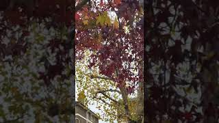 London Autumn 🍁🍂 autumnwalk autumn colourchange autumnleaves autumnleaf littlevenice london [upl. by Ylus458]