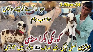 Korangi bakra Mandi lasted rates update nasli maal our behtreen Mandi [upl. by Erdnaed]