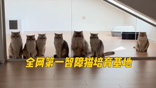 全网第一智障猫驴得水，最新成员大盘点！智障猫基地又来新瓜啦！ [upl. by Ekez]