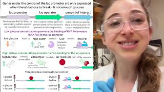 Autoinduction for recombinant protein overexpression [upl. by Mathews]