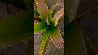 Our fresh aloe Vera plants trending subscribe foryou shorts ytshorts viralshorts reels yt [upl. by Imre247]