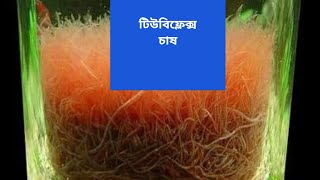 Tubifex culture Bangla টিউবিফ্লেক্স চাষ [upl. by Adiasteb]