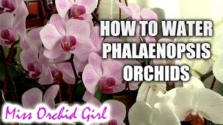 How to water Phalaenopsis orchids  tips for a healthy orchid [upl. by Nauqaj648]