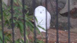 Sneeuwuilen  Snowy Owls ZOO Antwerpen [upl. by Kaye]