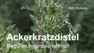 Ackerkratzdistel  Unkrautregulierung auf der Alp Tschuggen [upl. by Assek]