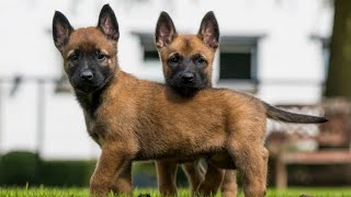 Summer shower for a Malinois puppy 🚿🐕‍🦺💕 [upl. by Etnad]