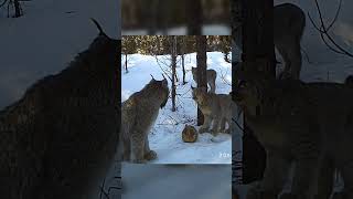 Canada Lynx Mama Talks to Her Kittens wildlife wildcats animals [upl. by Clifton896]