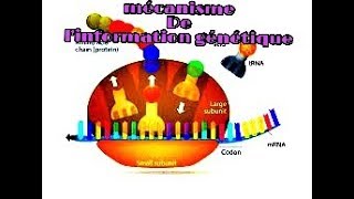 mécanisme de lexpression génétique [upl. by Nolek544]