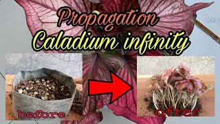 Caladium Plant Propagation 100 success result [upl. by Arakat629]