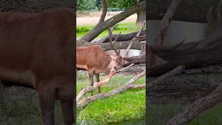 Red Stag Sharpening His Antlers reddeer stags shorts [upl. by Alleahcim]