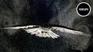 Birds gliding through bubbles reveal aerodynamic trick [upl. by Eiten847]