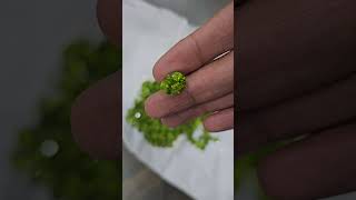 Peridots from African Origin  Vivid Colour bit poor clarity Peridot [upl. by Brit9]