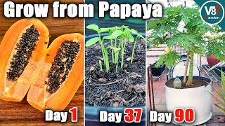 Easy Grow Papaya in Container From Seeds  Grow From Papaya  Part 1 [upl. by Monte]