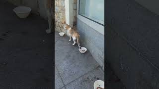 A kind soul feeds the kitties at Unimart [upl. by Charlotte]