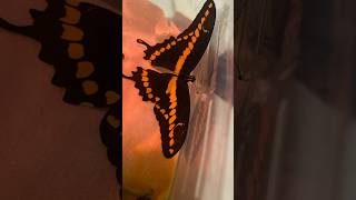 Releasing swallowtail butterfly Back to nature Muichiroxe7je [upl. by Ahsatak]