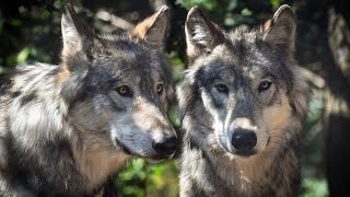 Cool Wolf Names amp Their Meanings🐺🌕🐾 [upl. by Aschim]