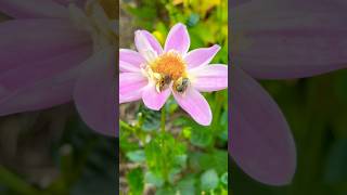 Pollinator Garden 🌸🐝🦋gardening pollinators pollinatorgarden flowers [upl. by Yonita]