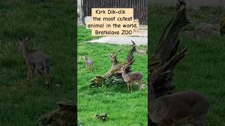 Kirk Dikdik Madoqua kirkii Antelope  the most cutest animal in the world  Bratislava ZOO [upl. by Alesram710]