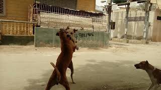 Dogs fight gang war extreme Real [upl. by Elacsap]