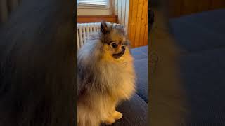 Je fais ma curieuse 👀 louloudepomeranie pomeranian chien animaux pom doglife spitz animals [upl. by Fayth]