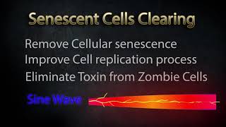 Senescent Cells Clearing [upl. by Ical]