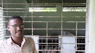 PALAR AGRICULTURAL COLLEGE  PIGGERY FARM [upl. by Iadahs]