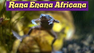 Documental Rana Enana Africana Hymenochirus Boettgeri [upl. by Aliakam512]