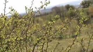 The pit mounds at Baggeridge Country Park Staffordshire [upl. by Nediarb720]