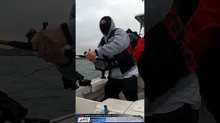 Halibut Trolling 20 Minutes In and Boom Fish On San Francisco Bay Paradise Cove [upl. by Sedlik]