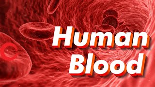 Human Blood rbc wbc plasma platelets  Life processes Class 10 Science Biology [upl. by Brigham]