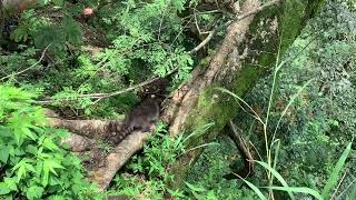 Raccoon Release Alajuela Costa Rica wildlife raccoon [upl. by Foster]