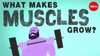 What makes muscles grow  Jeffrey Siegel [upl. by Farrell]