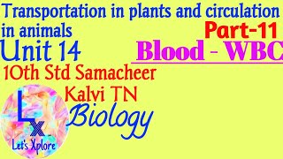 10th std Biounit 14 circulation in animalsBlood  WBCPart 11Samacheer Kalvi TN [upl. by Juakn937]