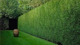 كونوكاربس بزرومياConocarpus  Bacteroidesلعمل اسوار لتحديد الحدائق To make fences to define gardens [upl. by Hepsoj]