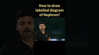 How to Draw Labelled Diagram of Nephron shorts shortsfeed biology science [upl. by Forester778]