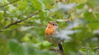 Rudzik  Erithacus rubecula  Oriolus oriolus [upl. by Kwok]