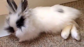 Moonpie The LIONHEAD Rabbit [upl. by Aerehs236]