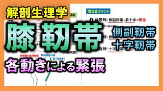 【解剖生理学】膝関節の靭帯の緊張（側副靭帯・十字靭帯）：リメイクver [upl. by Aikenat511]